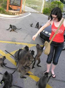 Feeding the monkeys near Kuala Selangor