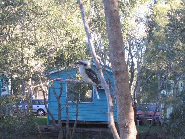 Kookaburra at the campsite