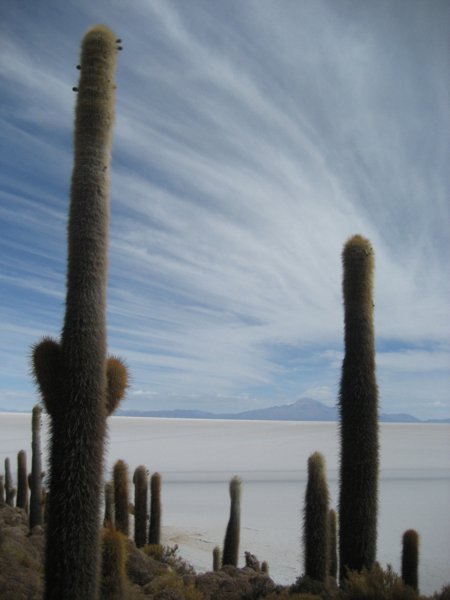 Salar cactus