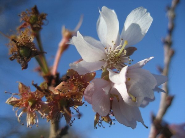 The first (and only!) cherry blossom