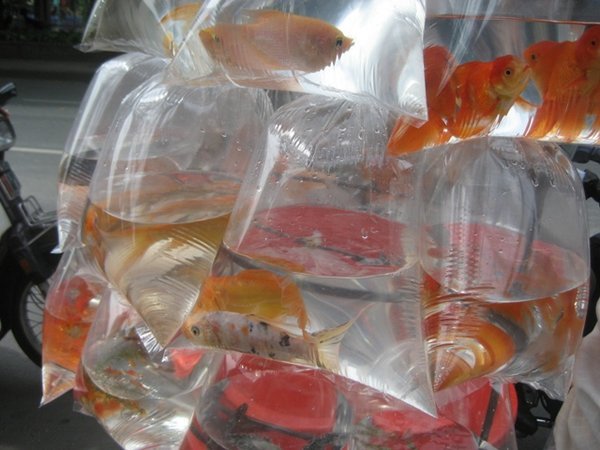 goldfish for sale off the back of a bike