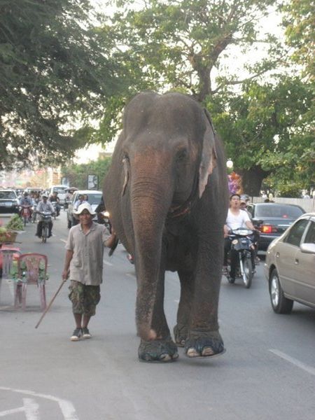Phnom Penh elephant