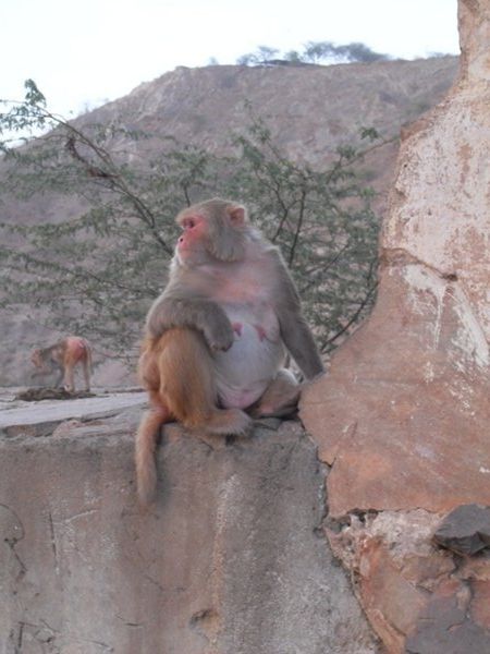 macaques at Galta...the Monkey Temple