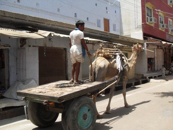 hard working camel