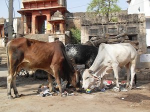 Holy cows, Pushkar