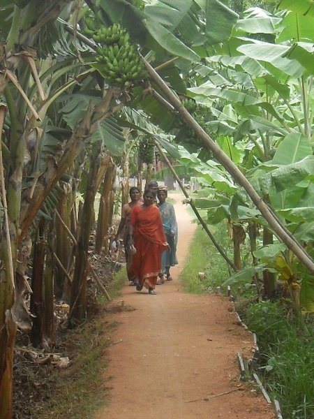 banana plantations, Hampi