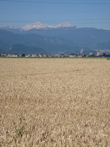 Wheat fields near Radovaljica