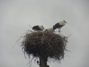 Storks in a northern Croatian town