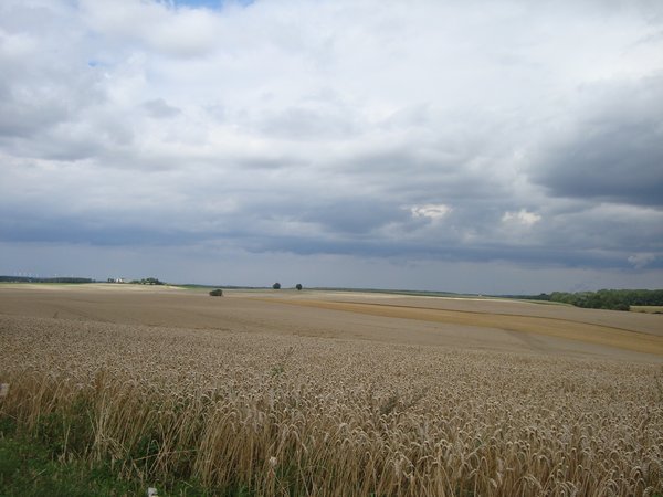 Wheat fields near Colditz