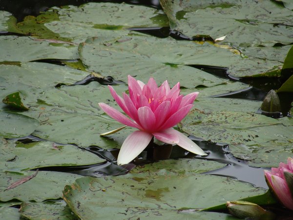 The lily pond