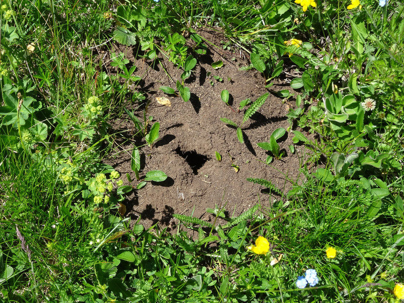 A vole hole in the meadows.