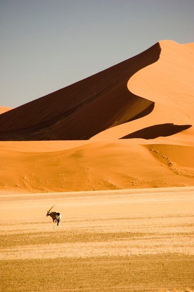 Gemsbok in the Dune