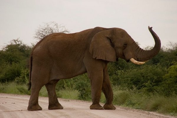 A Bull Elephant