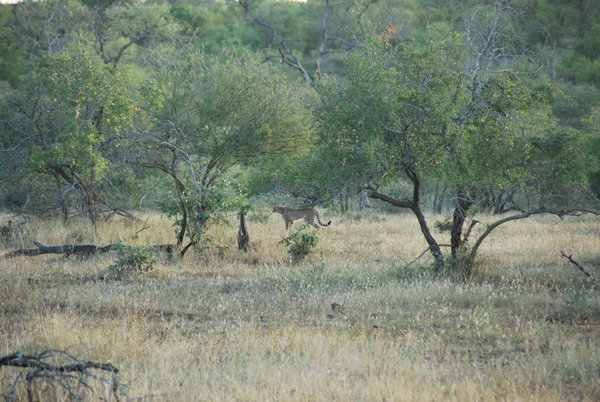 Cheetahs in Kruger