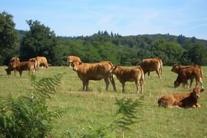Limousin Cattle near Cieux
