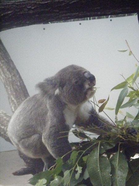 Koala bearr!!