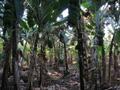 The banana plantation/mosquito breeding centre