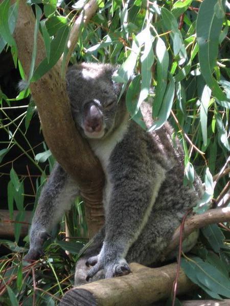 The obligatory Koala shot