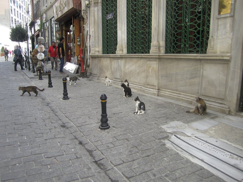City of Cats