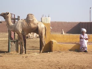 Camel Market and Egyptian