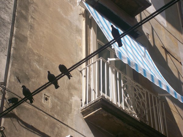 Pigeons sitting on an electrical line - Spanish Quarters