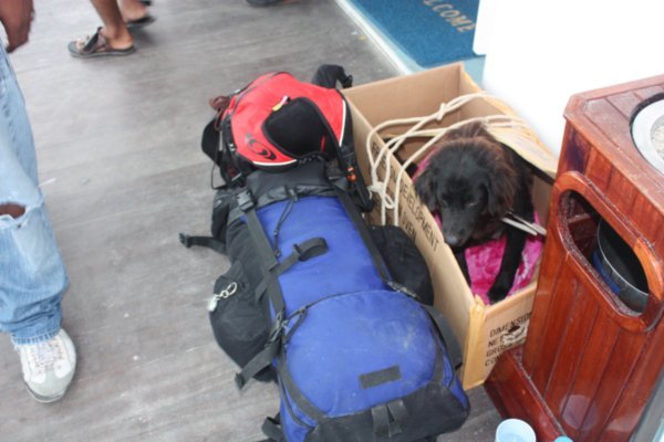 Have dog, will travel!