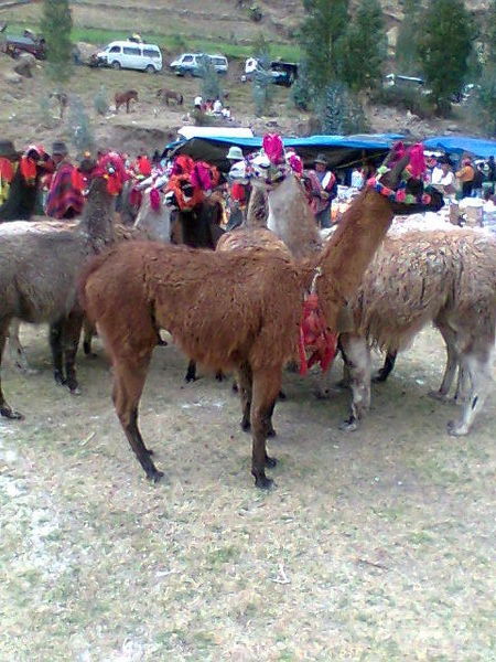 Noch mehr Lamas.