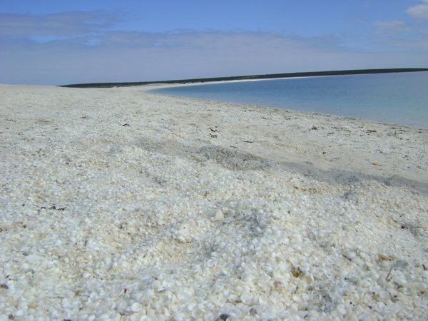 Shell beach