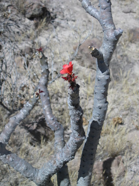 Red blooming Shrub