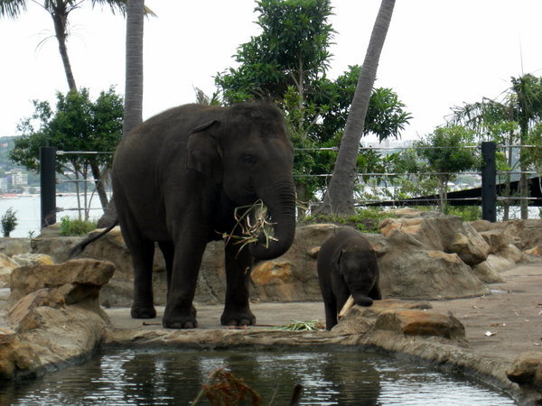 Oh and the elephants