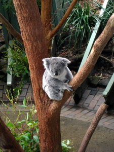 Koala oh my!