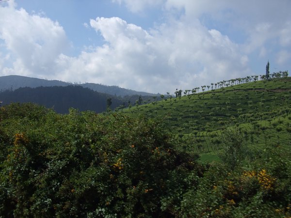 Tea plantations from toy train