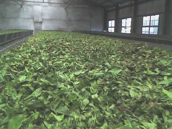 Tons of tea leaves