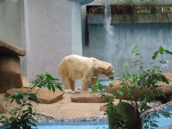Polar Bears!!
