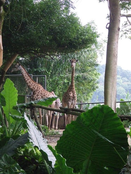 Giraffes!!!