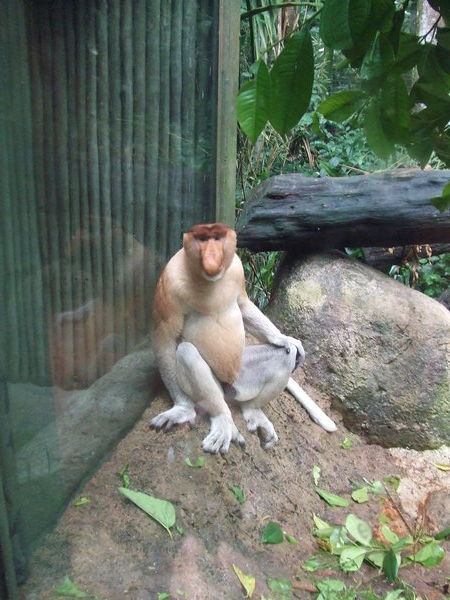 Weird Man-like Monkey Again!!!