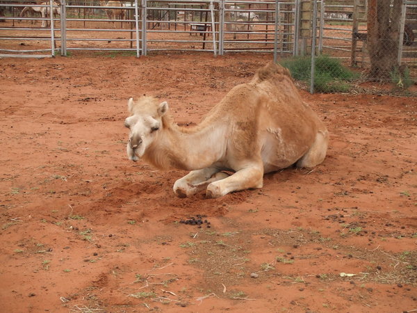 Camel Farm!!!!