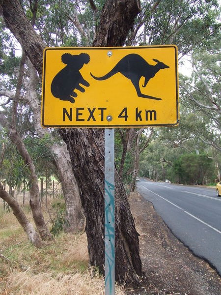 Beware of koalas and Kangaroos........double vision required!!!