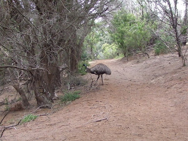Emu Blocking Our Path!!