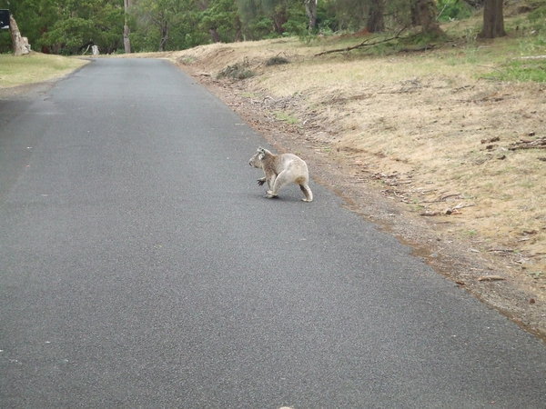 I saw him scampering across the road!!!