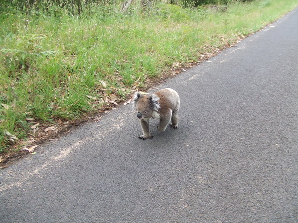 Another Koala on the Road!!!