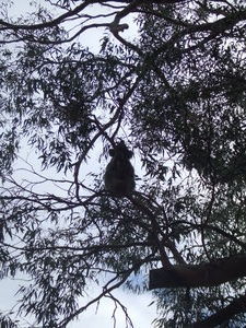 Koala in a Tree!!!