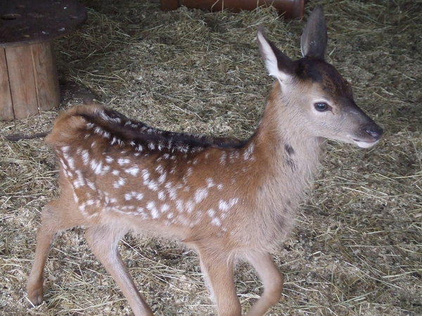 Baby Deer!!!