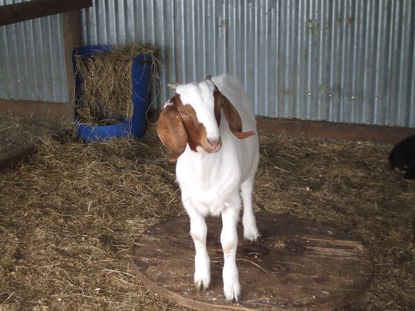 Baby Goat!!!
