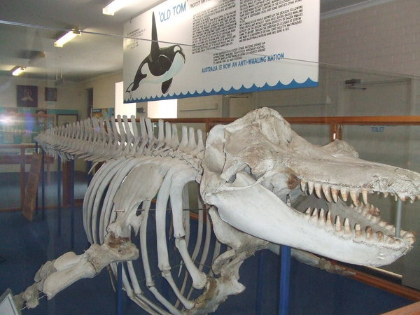 Whale Bones!!!