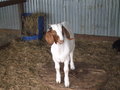 Baby Goat!!!