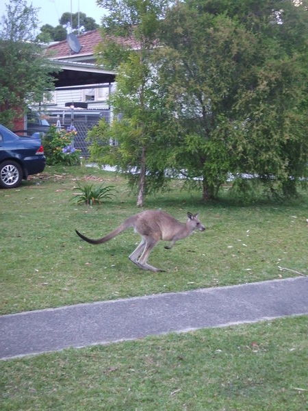 Kangaroo just bounding about the neighbourhood!!