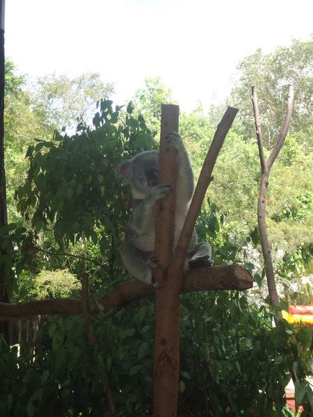 Koalas...My Favourite!!