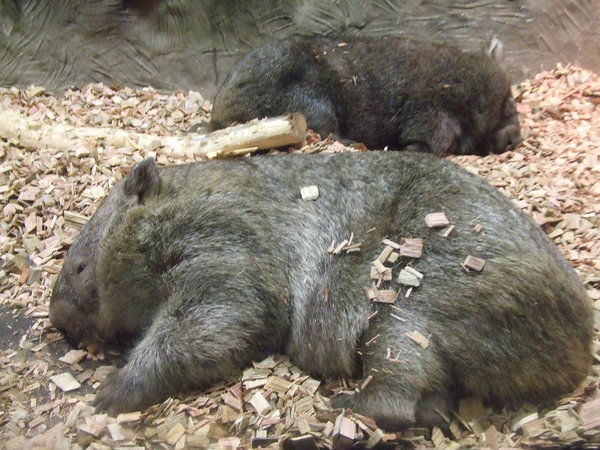 Wombat - Cuddliest Thing I Ever Saw!!!