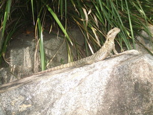 Lizard!! A Big One!!!